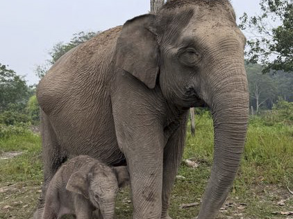 Gajah Sumatera Lisa Melahirkan Anak Jantan Sehat di Tesso Nilo