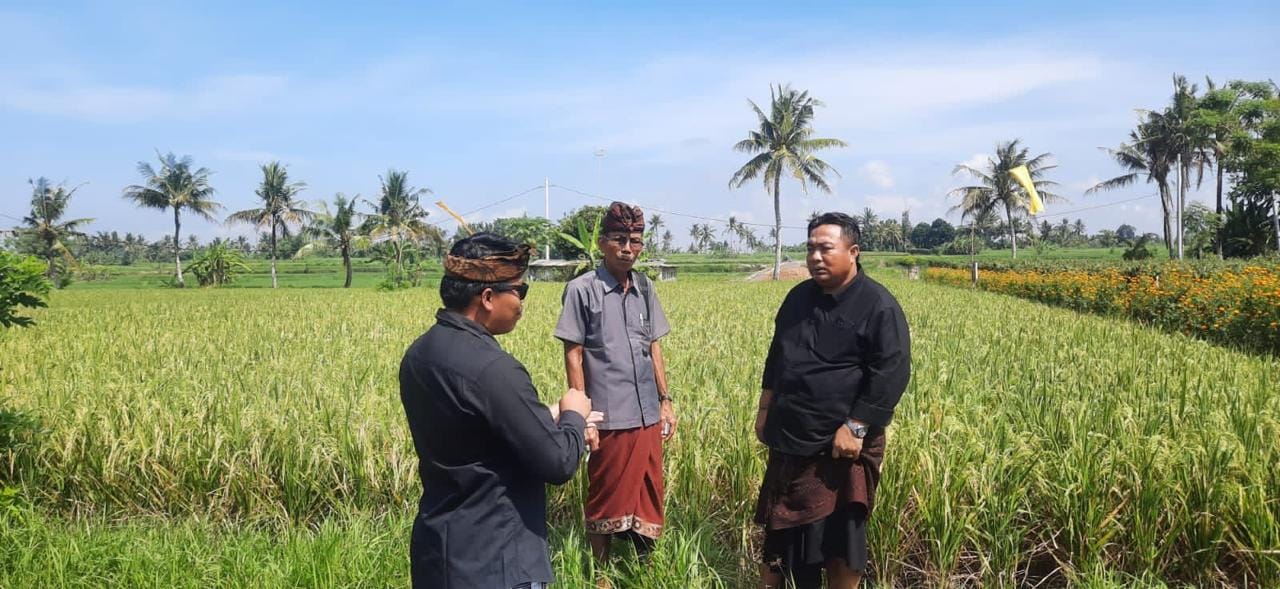 Lolos Sertifikasi Organik, Subak Padang Lantang Buktikan Pesisir Mampu Hasilkan Beras Berkualitas